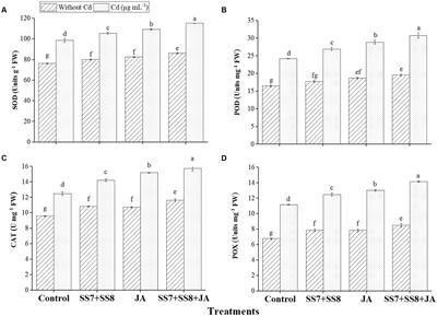 Enhancing cauliflower growth under cadmium stress: synergistic effects of Cd-tolerant Klebsiella strains and jasmonic acid foliar application